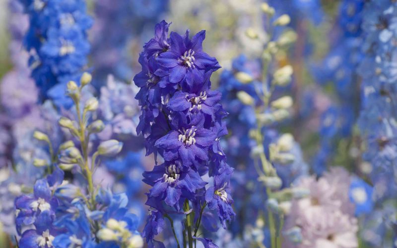 Delphinium