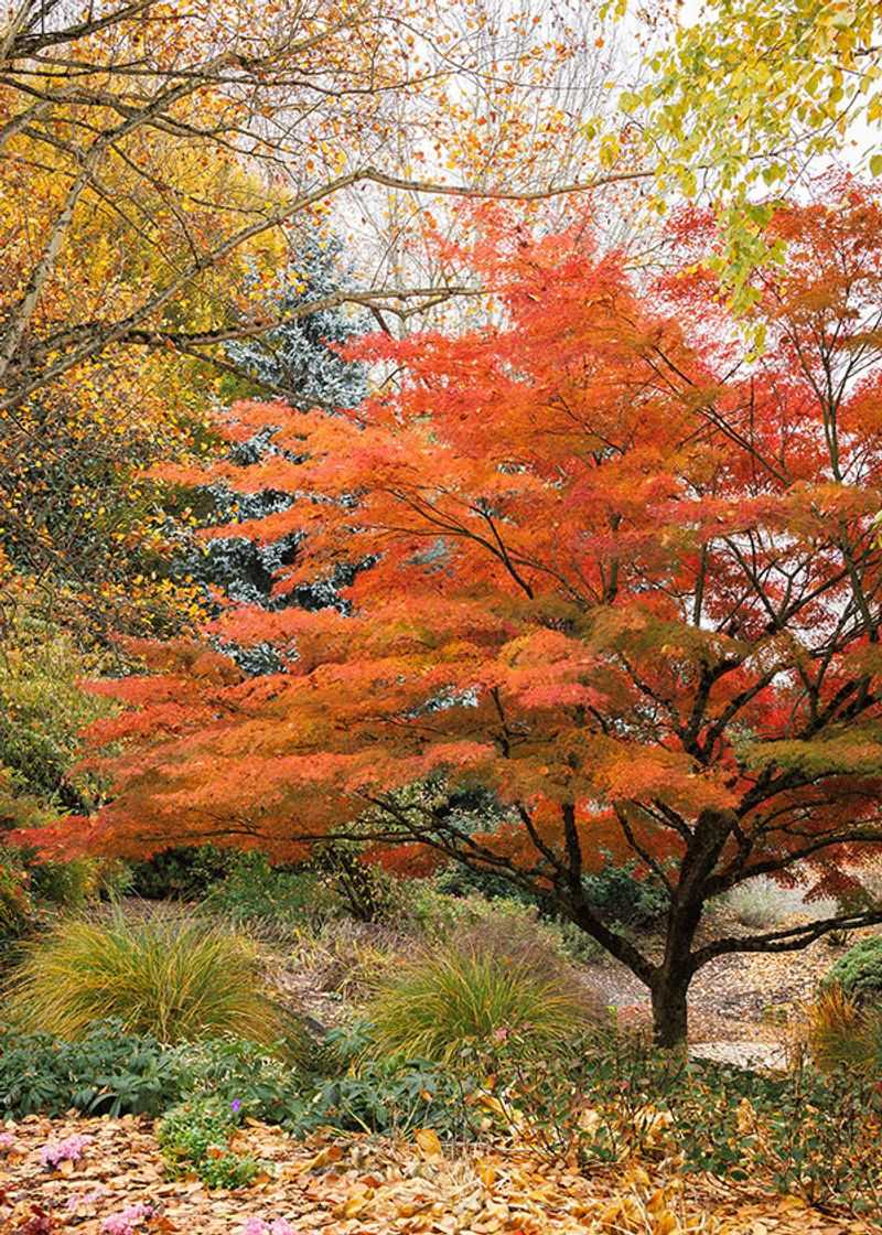 Japanese Maple (Acer palmatum)