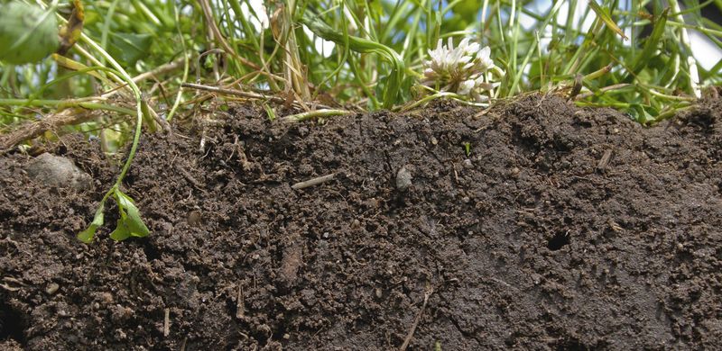 Focus on Soil Health