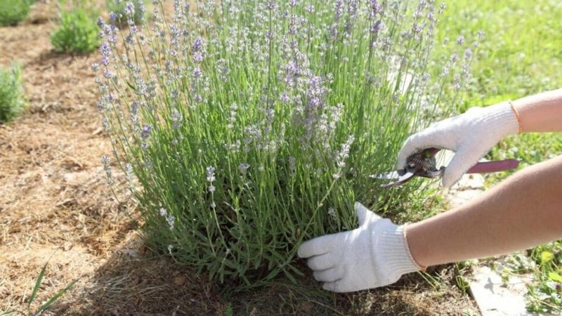 Seasonal Care Adjustments