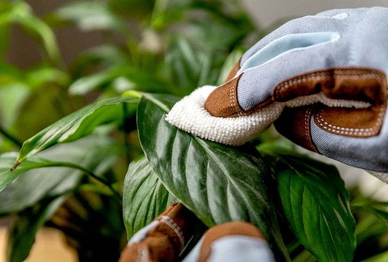 Excessive Leaf Cleaning