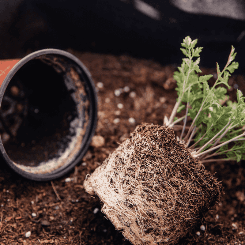 Root Bound Conditions