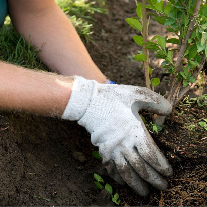 Ignoring Transplant Shock