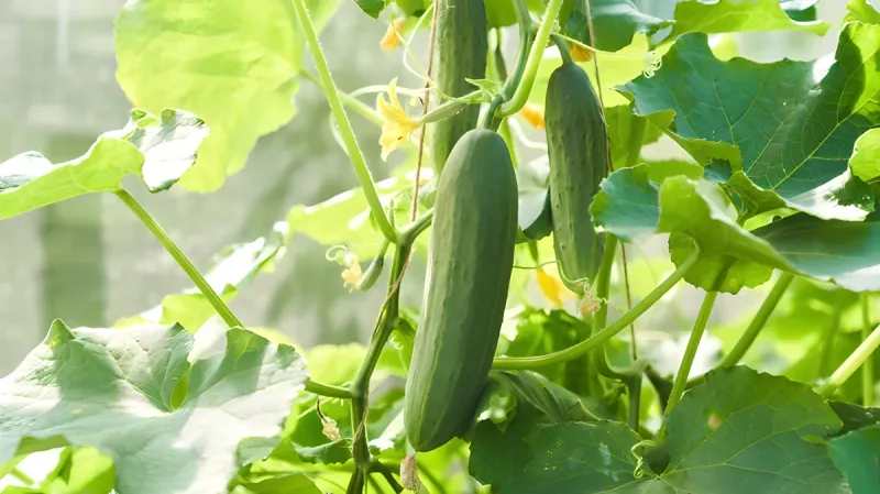 Strengthening Cucumber Vines