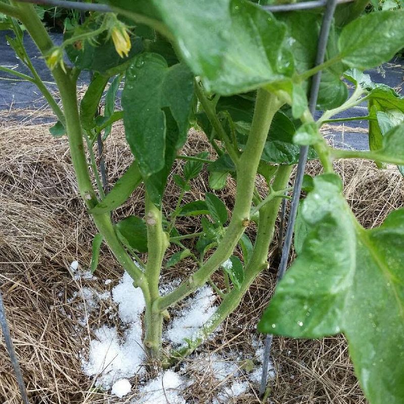 Deterring Pests Naturally