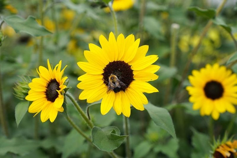 Plant Flowers That Attract Pollinators