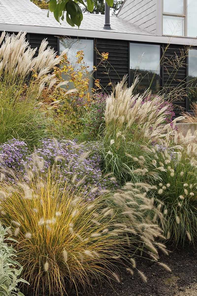 Add Texture with Ornamental Grasses