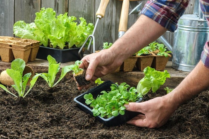 Practice Sustainable Gardening