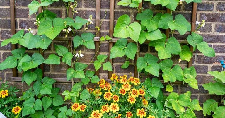 Native Vines How to Train Vines to Climb Walls or Fences - Complete Gardening