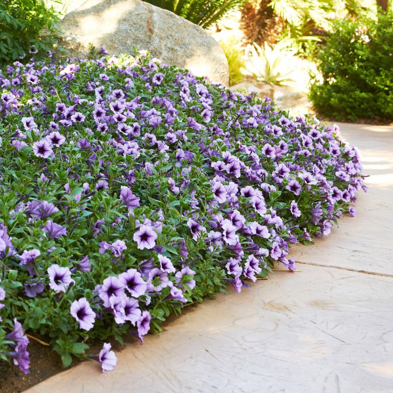 Creating Pathways with Petunias