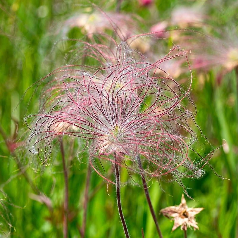 Prairie Smoke (Geum triflorum)