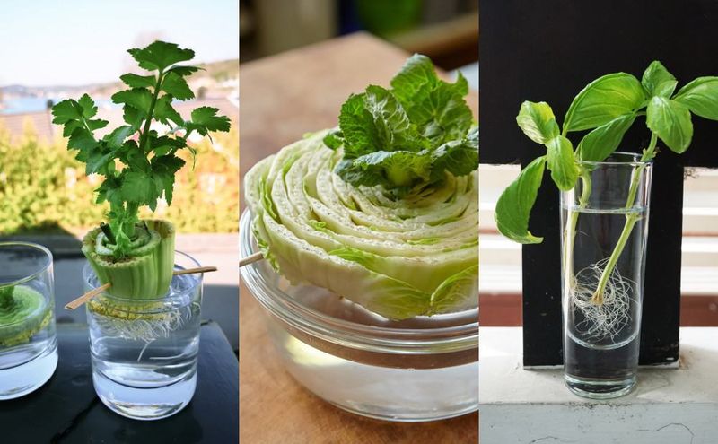 Regrow Veggies from Scraps