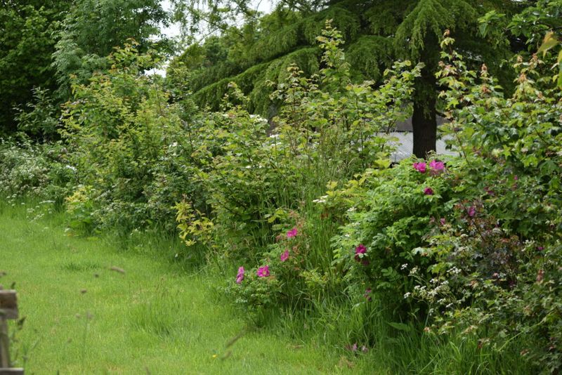 Hedgerows and Shrubs
