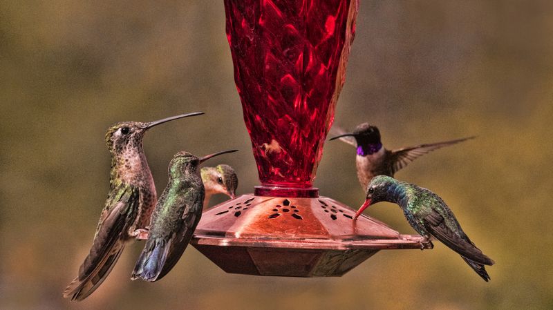 Too Many Feeders in One Spot