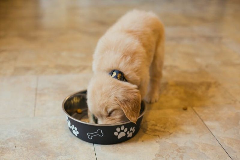 Clean Pet Food Bowls Daily