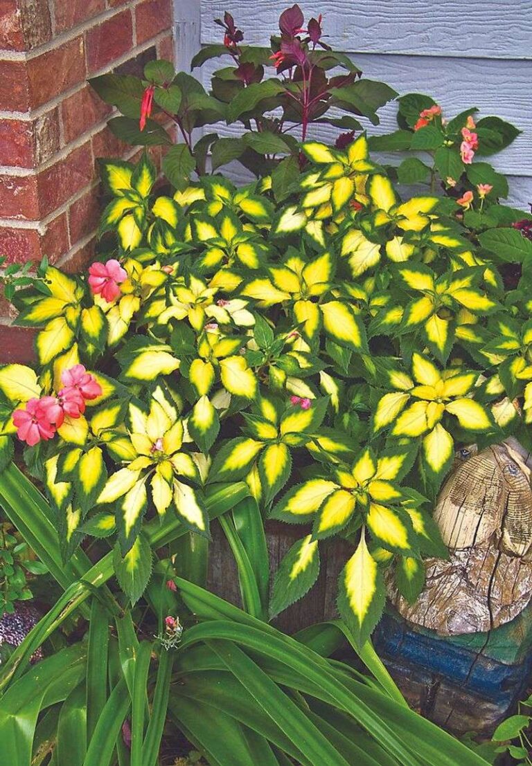 15 Reasons Your Flowers Won’t Bloom (and Quick Solutions to Try ...