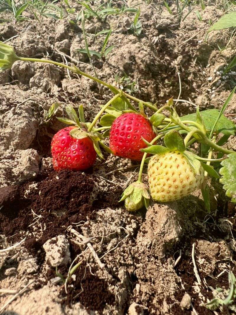 Using Coffee Grounds as Fertilizer