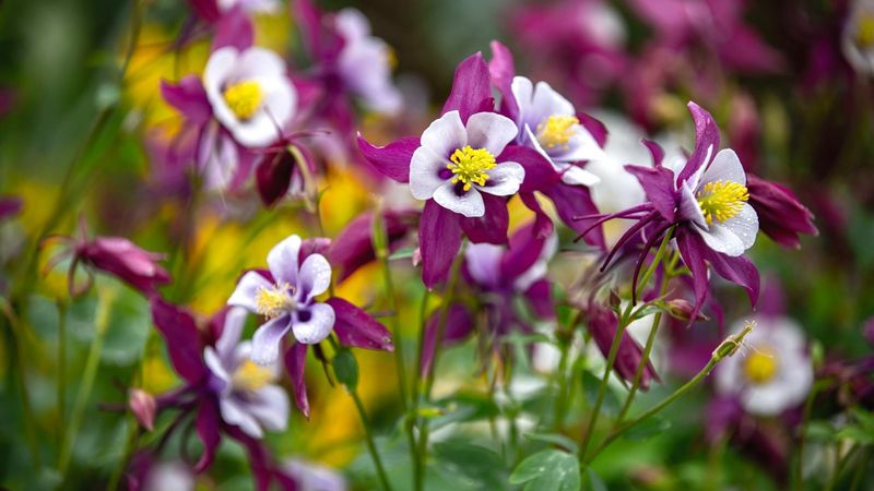Columbine