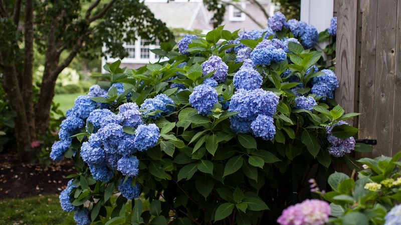 Hydrangeas (Hydrangea macrophylla)