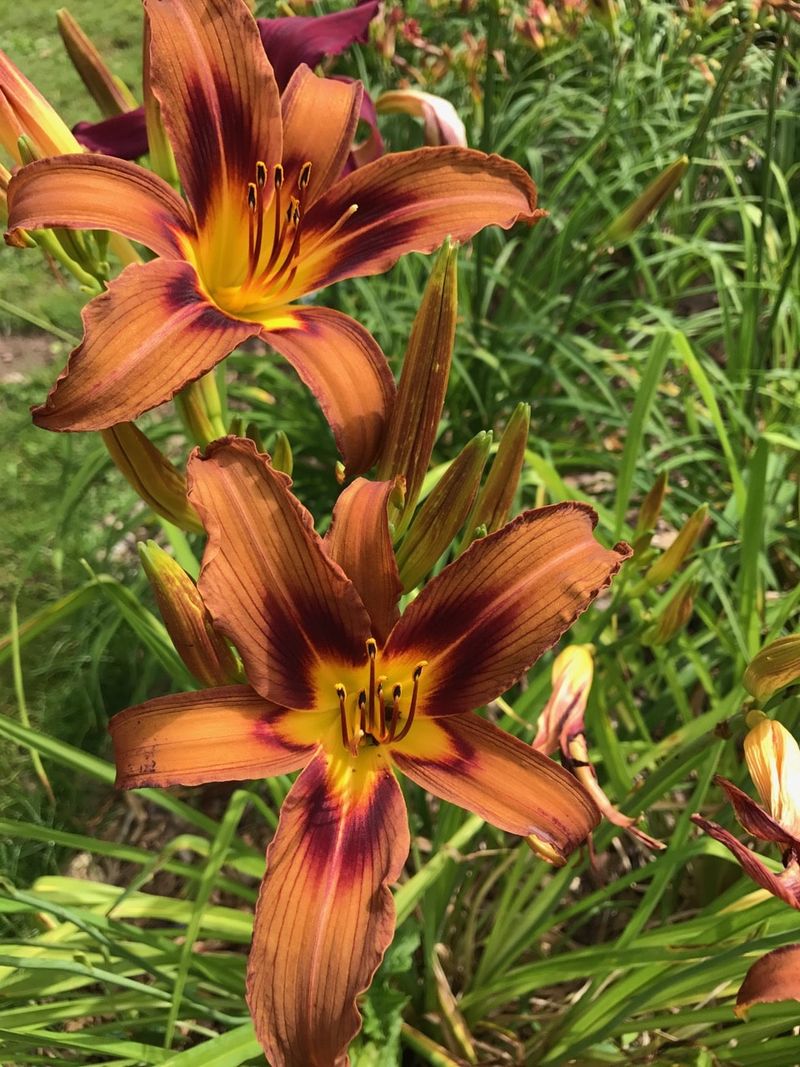 Daylily ‘Brown Witch’