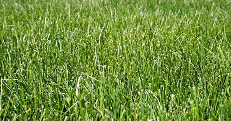 Fescue Grass