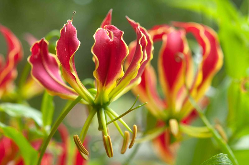 Bonus Tip: Overwintering Gloriosa Lily