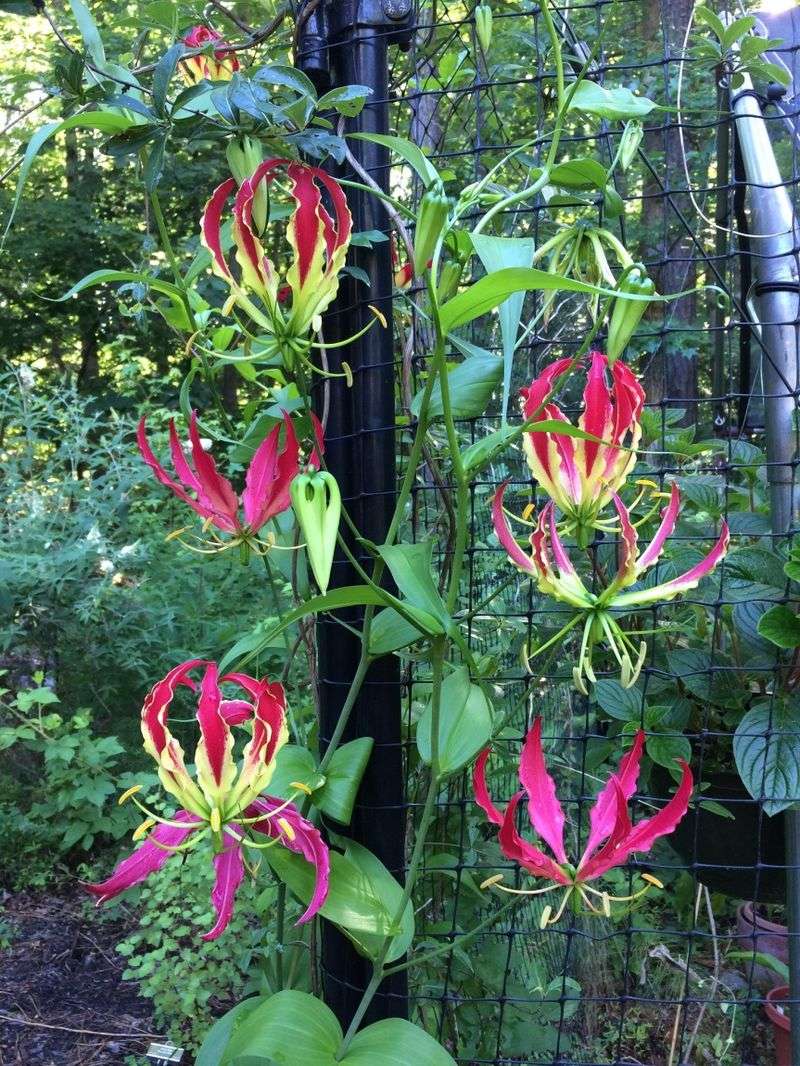 It’s Technically a Climbing Vine