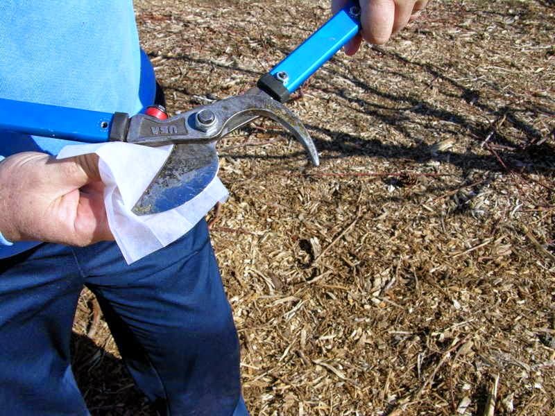 Sanitize Tools with Bleach or Alcohol