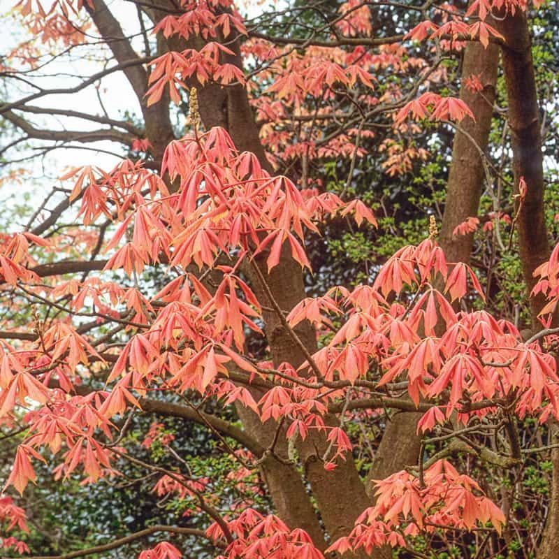 A Compact Tree Perfect for Small Gardens