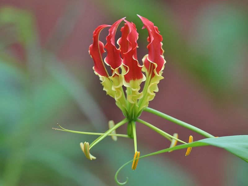 It’s Native to Africa and Asia