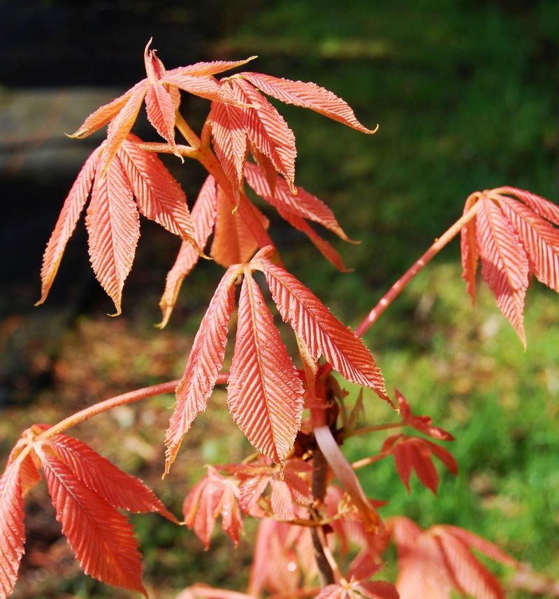 Non-Invasive and Great for Woodland Edges