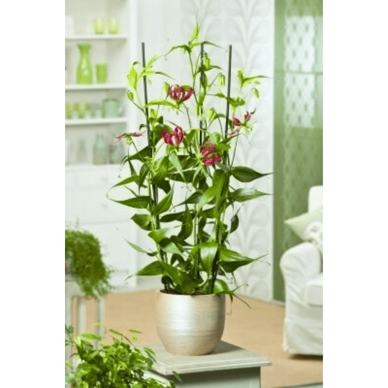 You Can Grow It Indoors or in Containers