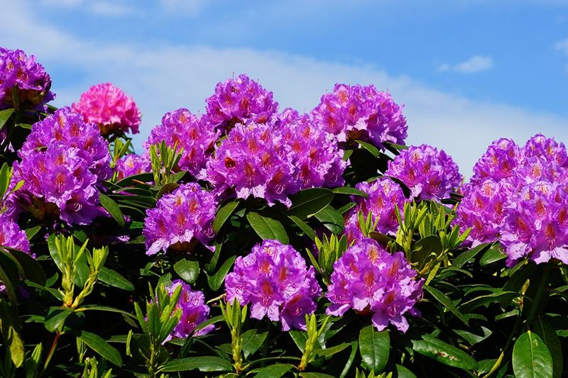 Rhododendron