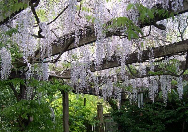 Wisteria
