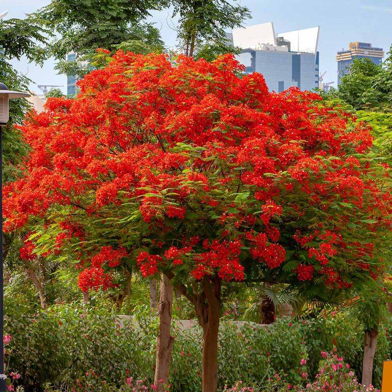 Royal Poinciana (Delonix regia)