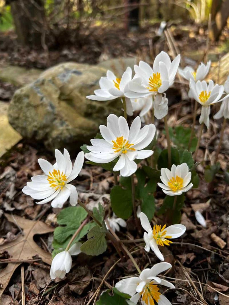 Bloodroot (Sanguinaria canadensis)