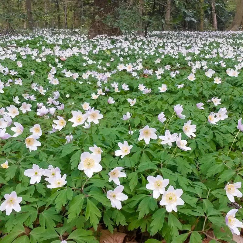 Wood Anemone