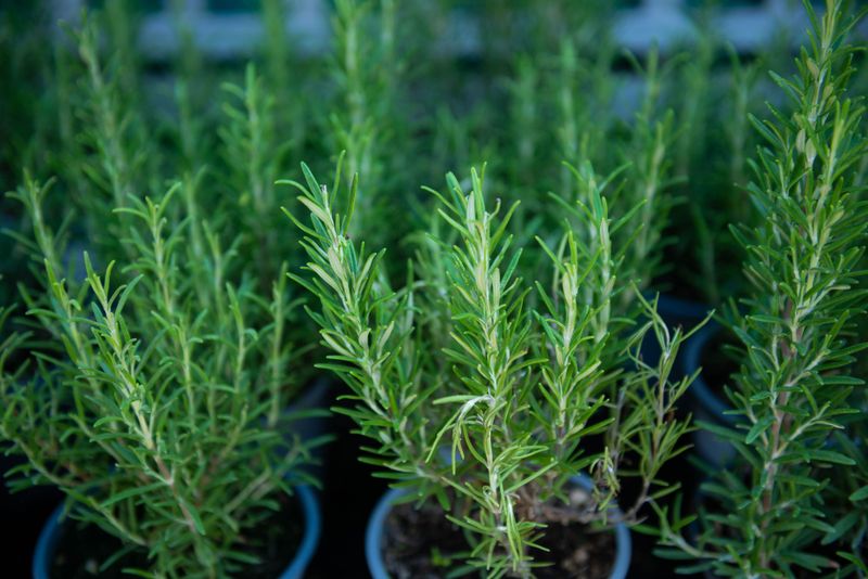 Rosemary