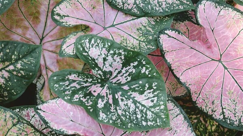 Caladium