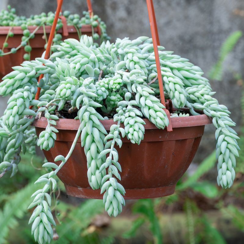 Burro’s Tail (Sedum morganianum)
