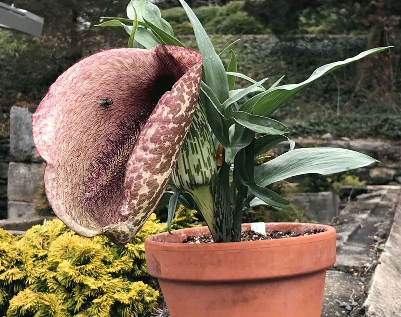 Dead Horse Arum (Helicodiceros muscivorus)