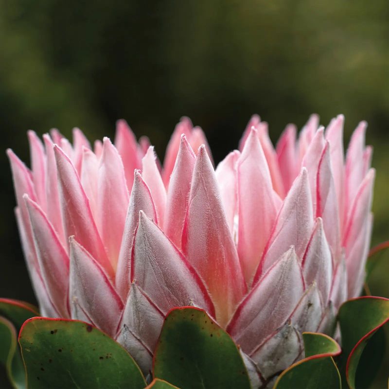 Protea