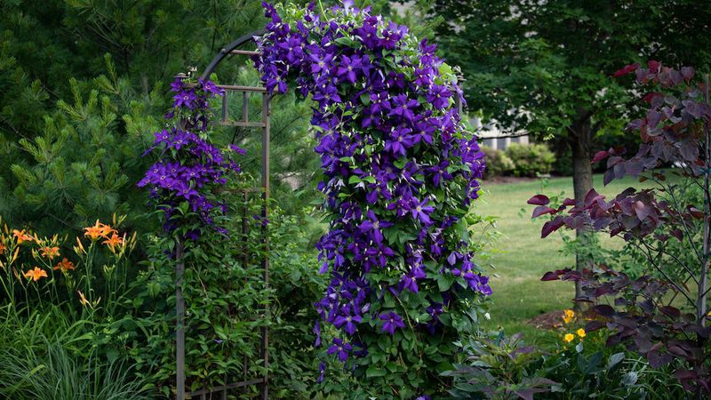 Clematis