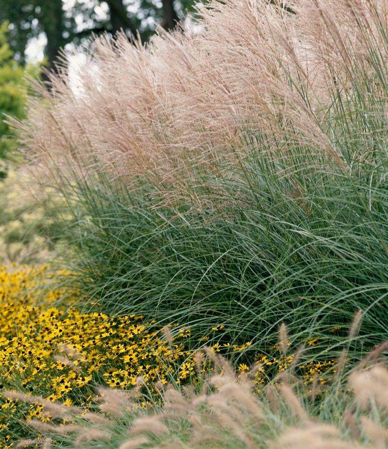 Ornamental Grasses (Miscanthus, Fountain Grass)