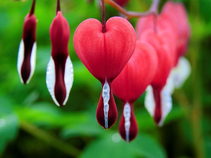 Bleeding Heart (Dicentra spectabilis)