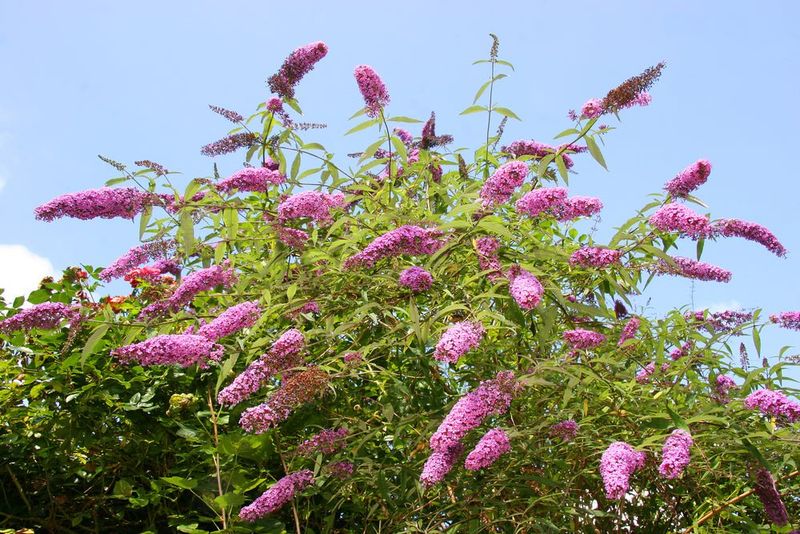 Butterfly Bush (Buddleja davidii)