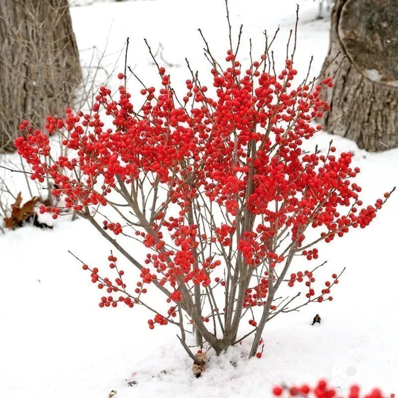 Winterberry Holly (Ilex verticillata)