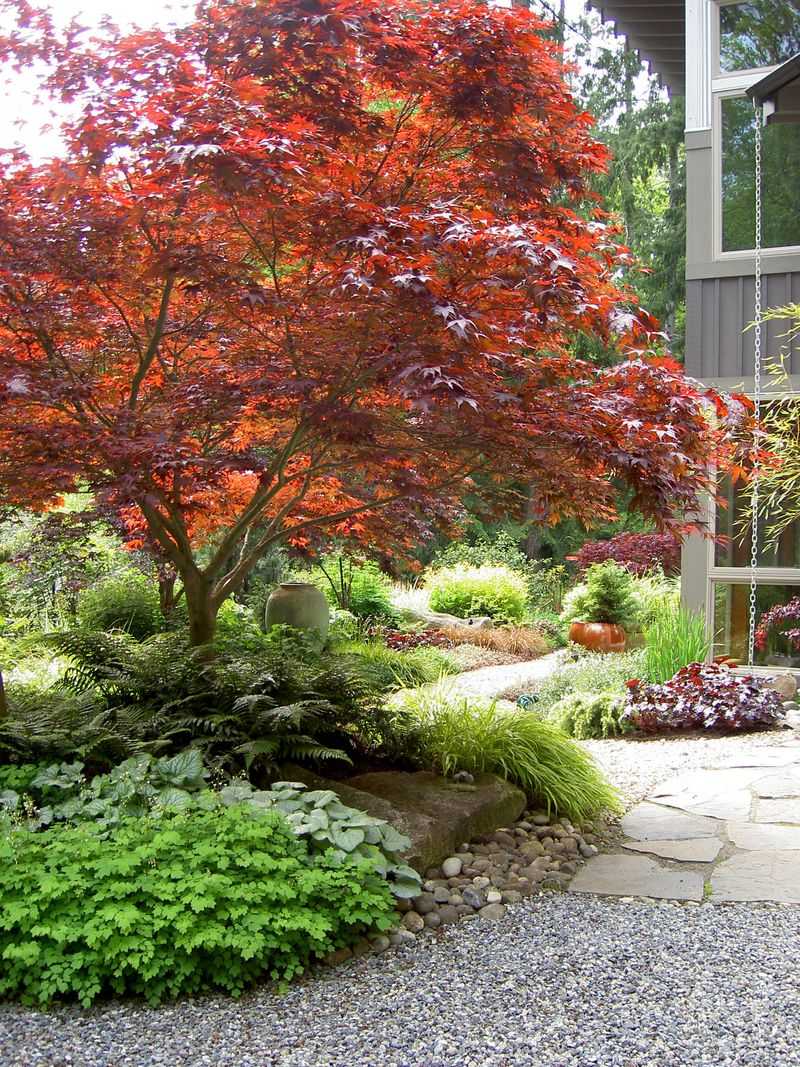 Japanese Maple (Acer palmatum)