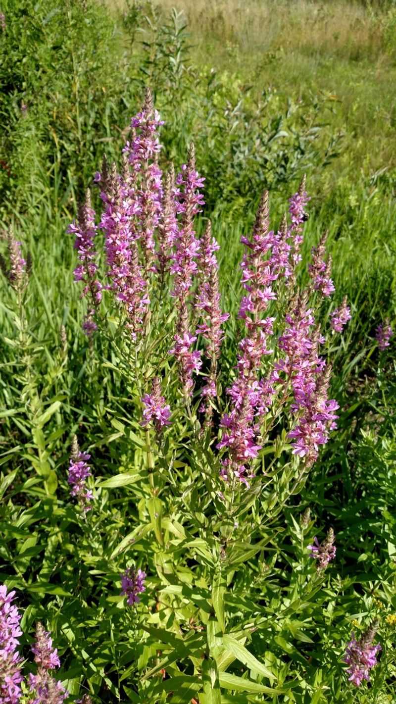 Purple Loosestrife (Lythrum salicaria)