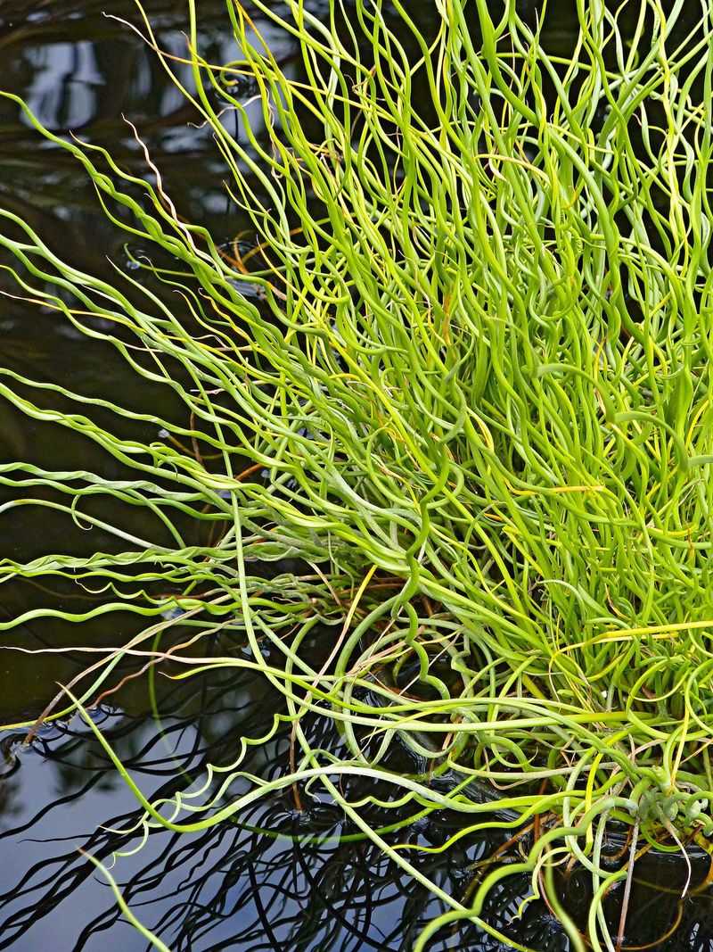 Corkscrew Rush (Juncus effusus 'Spiralis')